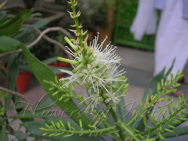Corn Plant